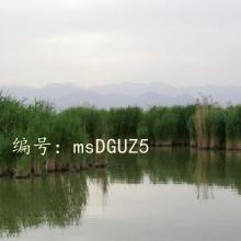 ȫ