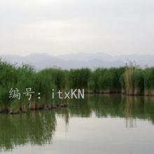ȫ