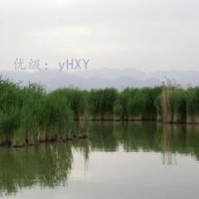 仯